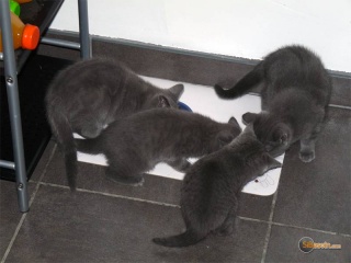 Sibesoin.com petite annonce gratuite 1 Non lof chatons type chartreux femelles et mâles.