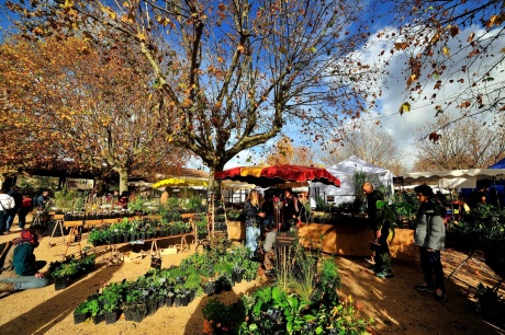 Les journées de l'arbre de la plante et du fruit