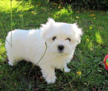 Sibesoin.com petite annonce gratuite Chiots bichon maltais a donner