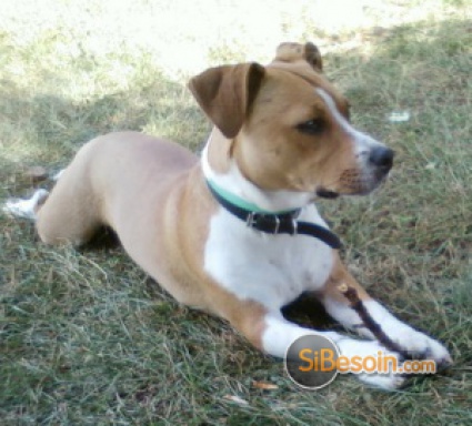 Sibesoin.com petite annonce gratuite Don eliot jack russel 18 mois