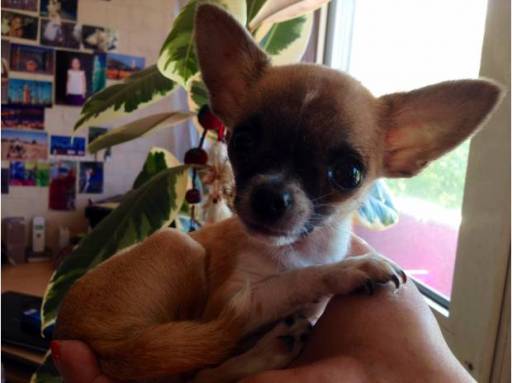 Photo de l'annonce Femelle miniature type chihuahua 5c4yzsf9Tmb8U1153R14