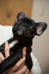 Sibesoin.com petite annonce gratuite 1 Donne contre bon soin chiot bouledogue français