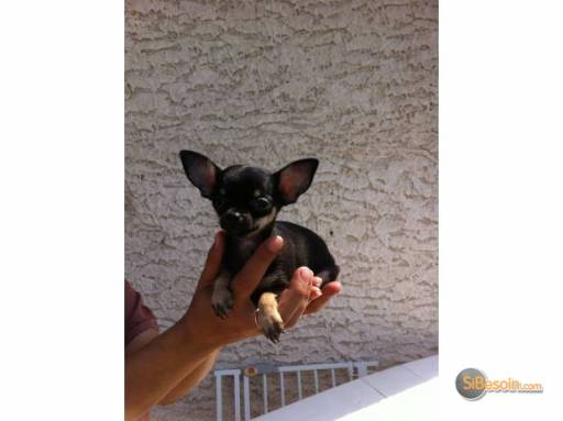 Sibesoin.com petite annonce gratuite magnifique femelle type chihuahua