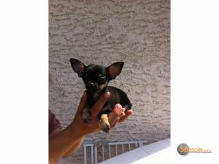 la petite annonce magnifique femelle type chihuahua sur Sibesoin.com / aast (64460)