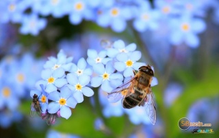 Sibesoin.com petite annonce gratuite 1 Insecticides et fongicides : la mort des abeilles