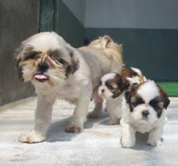 la petite annonce Exceptionnels chiots shih tzu pure race sur Sibesoin.com / le mans (72100)