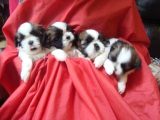 Sibesoin.com petite annonce gratuite 2 Exceptionnels chiots shih tzu pure race