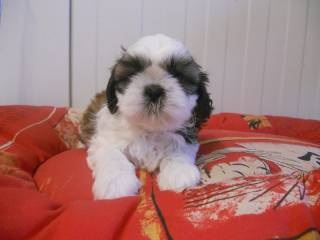 Sibesoin.com petite annonce gratuite 3 Exceptionnels chiots shih tzu pure race