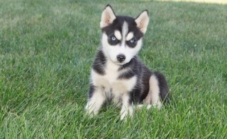 la petite annonce Magnifiques chiots husky siberien sur Sibesoin.com / paris