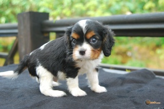 la petite annonce Chiot cavalier king charles spaniel  sur Sibesoin.com / lille (59000)