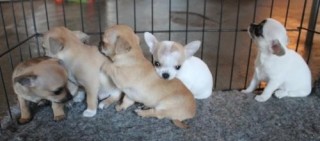 la petite annonce Superbes chiots chihuahua pure race poils courts taille stan sur Sibesoin.com / le havre (76600)