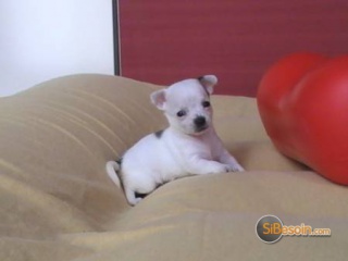 Sibesoin.com petite annonce gratuite 1 Chiot chihuahua femelle à donner.