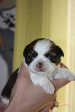 Sibesoin.com petite annonce gratuite superbes chiot shih tzu