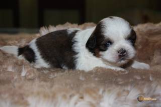 Sibesoin.com petite annonce gratuite 2 superbes chiot shih tzu