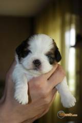 Sibesoin.com petite annonce gratuite 3 superbes chiot shih tzu