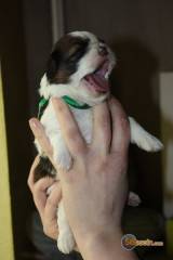 Sibesoin.com petite annonce gratuite 4 superbes chiot shih tzu