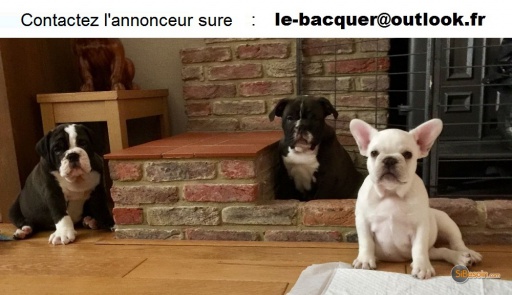 Sibesoin.com petite annonce gratuite Adoption de chiots bulldog anglais lof âgé de trois mois