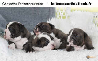 Sibesoin.com petite annonce gratuite 2 Adoption de chiots bulldog anglais lof âgé de trois mois