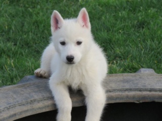 la petite annonce Magnifique a donner chiot siberian husky. sur Sibesoin.com / Calais