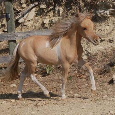 Sibesoin.com petite annonce gratuite Joli cheval miniature amha