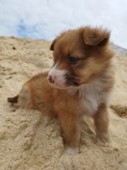 la petite annonce Don chiots berger australien  sur Sibesoin.com / st jean pied de port (64220)