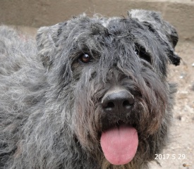 la petite annonce Bouvier des flandres chiots à vendre sur Sibesoin.com / BEZIERS