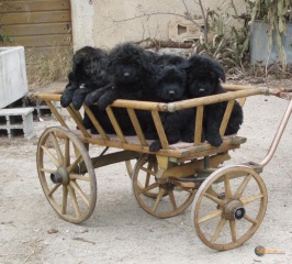 Sibesoin.com petite annonce gratuite 2 Bouvier des flandres chiots à vendre
