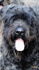 Sibesoin.com petite annonce gratuite 3 Bouvier des flandres chiots à vendre