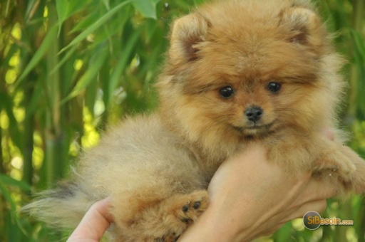 Sibesoin.com petite annonce gratuite Chiot spitz nain à adopter