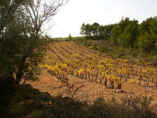 la petite annonce Vente terrain pyrenees orientales espira de l agly sur Sibesoin.com / espira de l agly(66600)