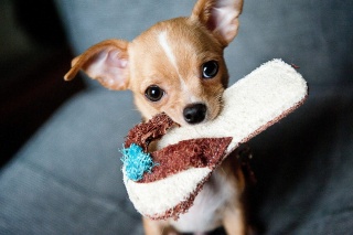 la petite annonce Chihuahua a donné contre bon soin sur Sibesoin.com / neuilly sur seine (92200)