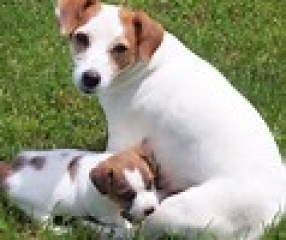 Sibesoin.com petite annonce gratuite 1 Adorables chiots jack russell