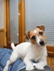 Sibesoin.com petite annonce gratuite 2 Adorables chiots jack russell
