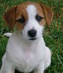 Sibesoin.com petite annonce gratuite 3 Adorables chiots jack russell