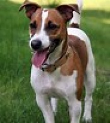 Sibesoin.com petite annonce gratuite 4 Adorables chiots jack russell