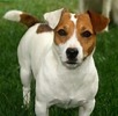 Sibesoin.com petite annonce gratuite 5 Adorables chiots jack russell