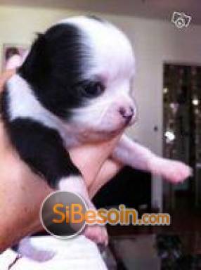 Sibesoin.com petite annonce gratuite urgent...très beau bébé chihuahua femel