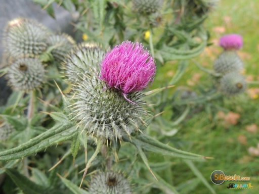 Sibesoin.com petite annonce gratuite Flore sauvage en voie de disparition en France