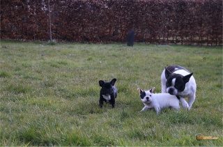 la petite annonce Très beaux chiots bouledogue français sur Sibesoin.com / saint etienne