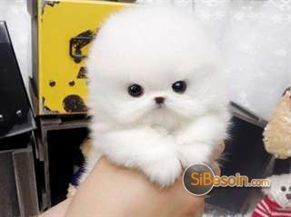 la petite annonce Donne ce chiot ki fera 1,2kg adulte é restera nain sur Sibesoin.com / Paris