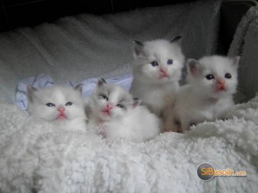 Sibesoin.com petite annonce gratuite superbes chatons ragdoll pure race 