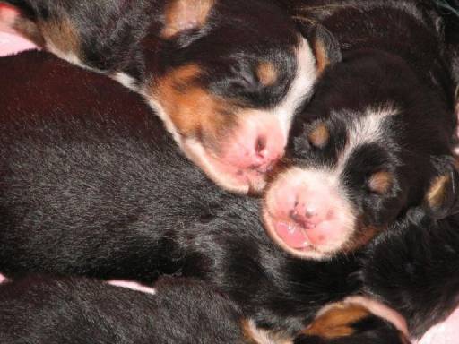 Sibesoin.com petite annonce gratuite magnifiques chiots bouvier bernois pure race