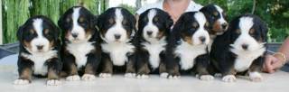Sibesoin.com petite annonce gratuite 2 magnifiques chiots bouvier bernois pure race