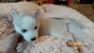 la petite annonce Meilleur chiot husky a donner sur Sibesoin.com / chanteloup en brie (77600)