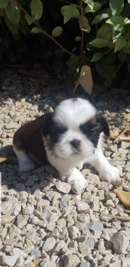 Sibesoin.com petite annonce gratuite Chiot shih tzu