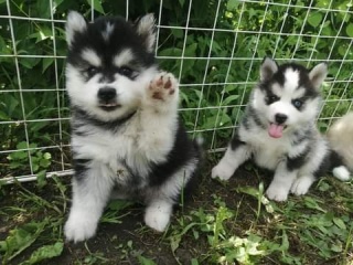 la petite annonce Nos chiots pomsky siberien une nouvelle portee issus de 4 sur Sibesoin.com / chalon en champagne 