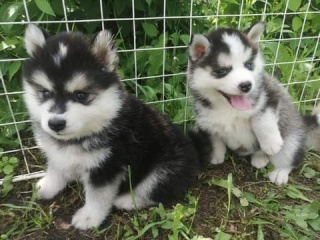 Sibesoin.com petite annonce gratuite 2 Nos chiots pomsky siberien une nouvelle portee issus de 4