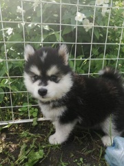 Sibesoin.com petite annonce gratuite 3 Nos chiots pomsky siberien une nouvelle portee issus de 4