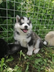 Sibesoin.com petite annonce gratuite 4 Nos chiots pomsky siberien une nouvelle portee issus de 4