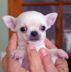 Sibesoin.com petite annonce gratuite 2 Don chiots chihuahua